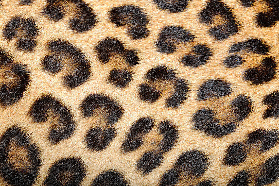 Leopard (Panthera pardus) fur, native to African and Asia