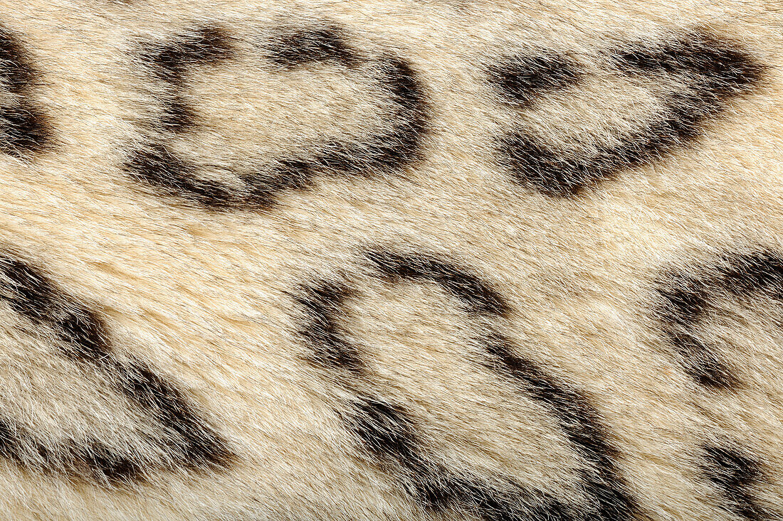 Snow Leopard (Panthera uncia) fur, native to Asia