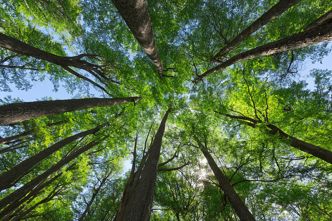 Beech (Fagus sp) forest in spring, Los Glaciares National Park, Patagonia, Argentina