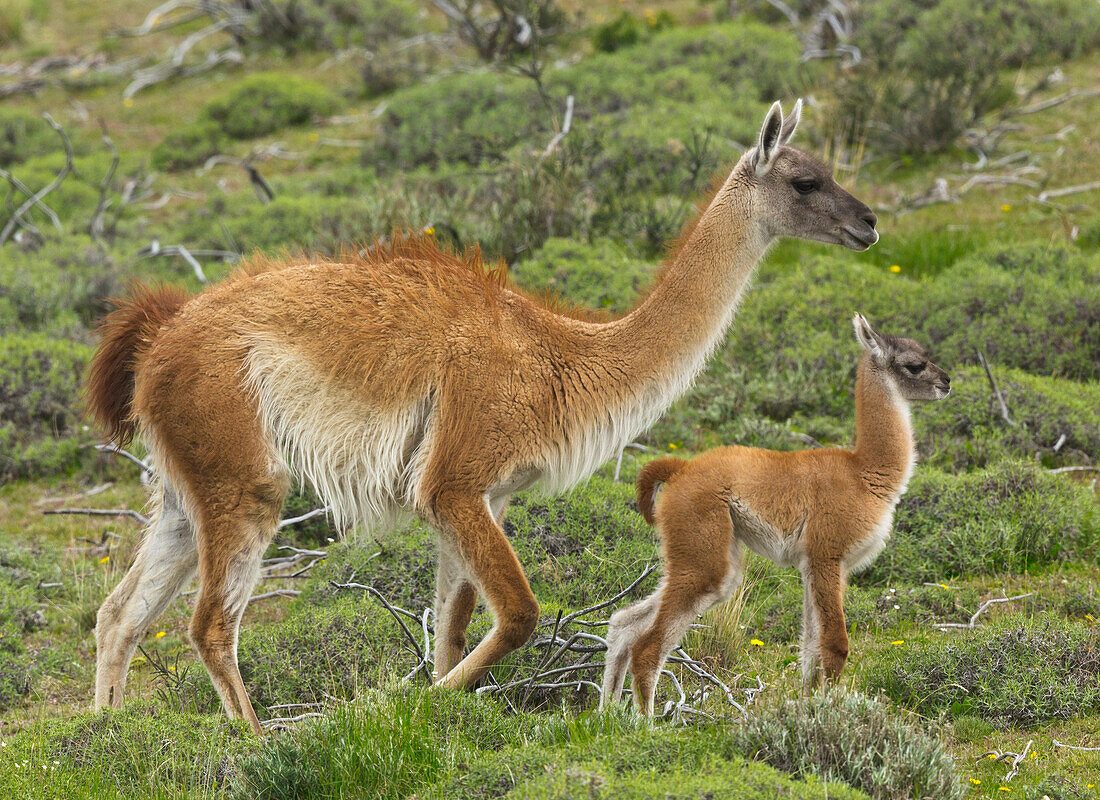 Guanaco (Lama guanicoe) mother and cria, Torres del Paine National Park, Patagonia, Chile