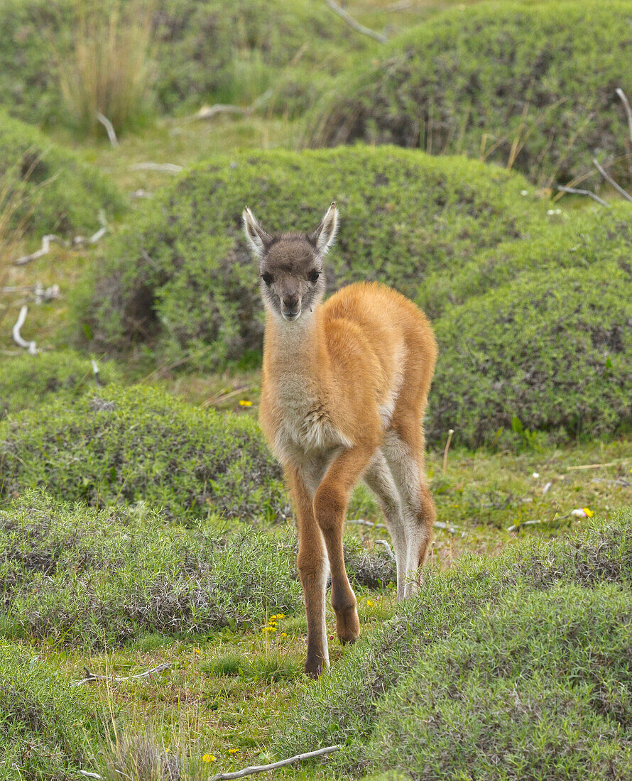 Guanaco (Lama guanicoe) cria in spring, Torres del Paine National Park, Patagonia, Chile