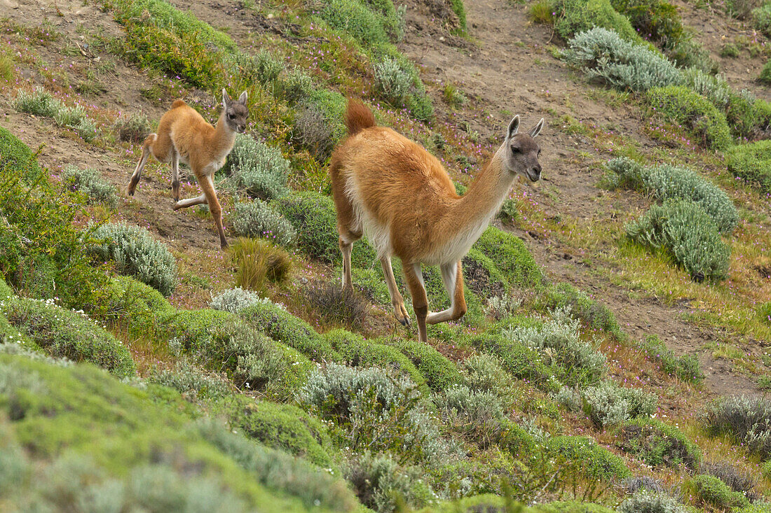 Guanaco (Lama guanicoe) mother and cria running, Torres del Paine National Park, Patagonia, Chile
