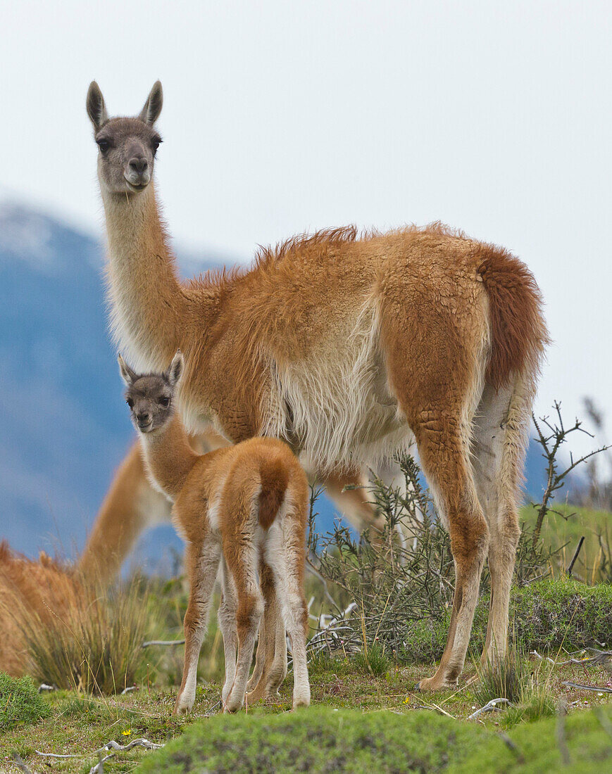 Guanaco (Lama guanicoe) mother and cria, Torres del Paine National Park, Patagonia, Chile