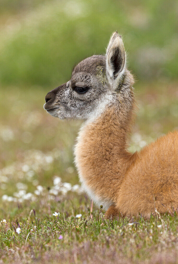 Guanaco (Lama guanicoe) cria, Torres del Paine National Park, Patagonia, Chile