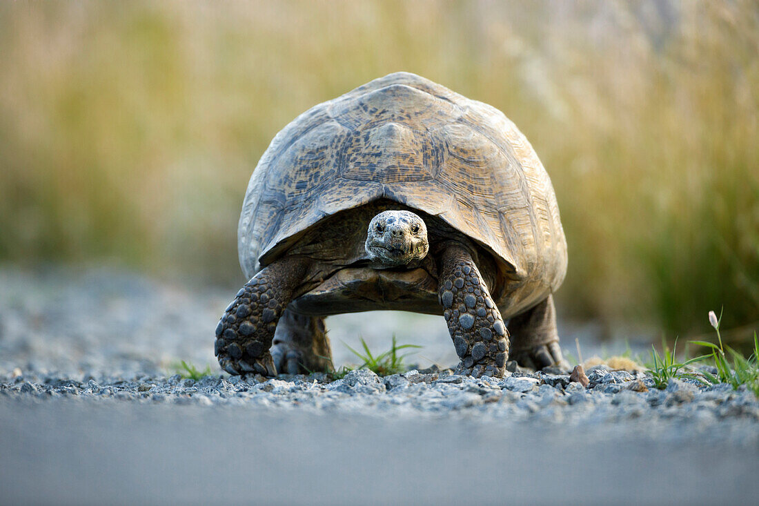 Leopard Tortoise (Geochelone pardalis), Karoo National Park, South Africa