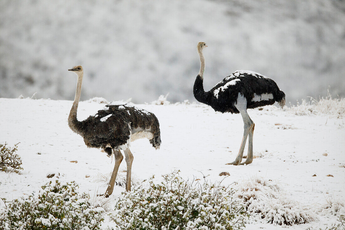 Ostrich (Struthio camelus) female and male in snow, Swartberg Pass, Western Cape, South Africa