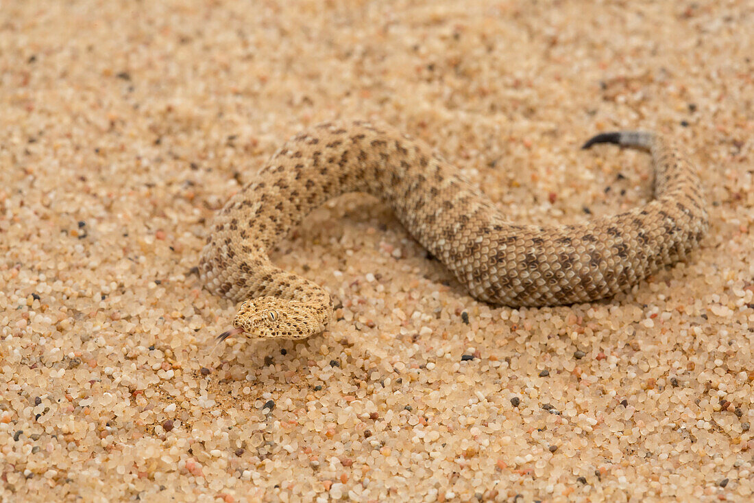 Peringuey's Sidewinding Adder (Bitis peringueyi) in desert, Namibia