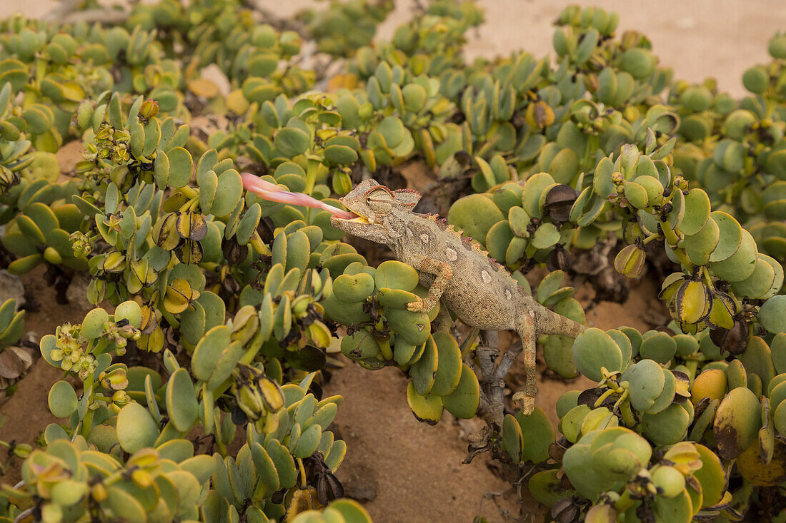 Namaqua Chameleon (Chamaeleo namaquensis) hunting, Namibia