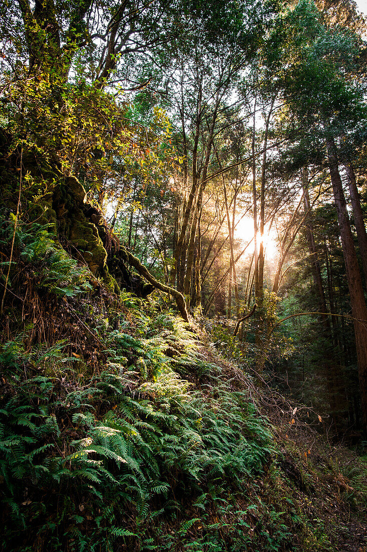 Sunlight filtering through trees onto ferns in forest, Russian River, California