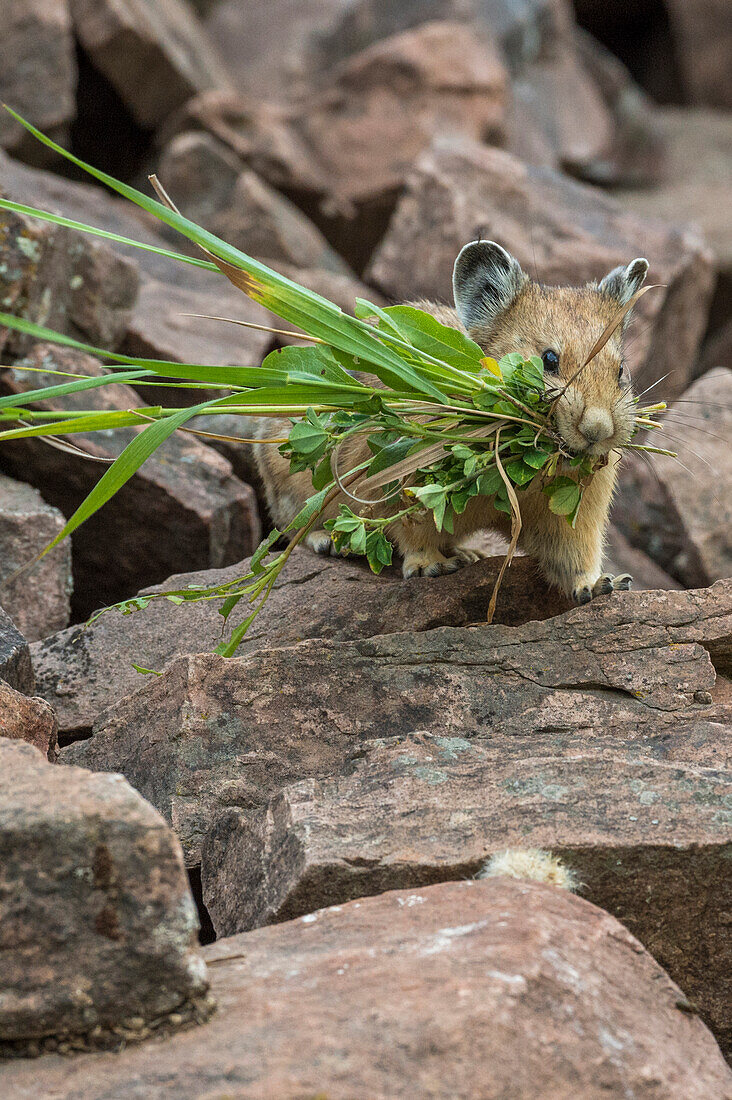 American Pika (Ochotona princeps) carrying plants for hay pile, Bridger-Teton National Forest, Wyoming Range, Wyoming