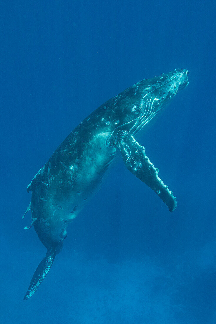 Humpback Whale (Megaptera novaeangliae) calf, Tonga