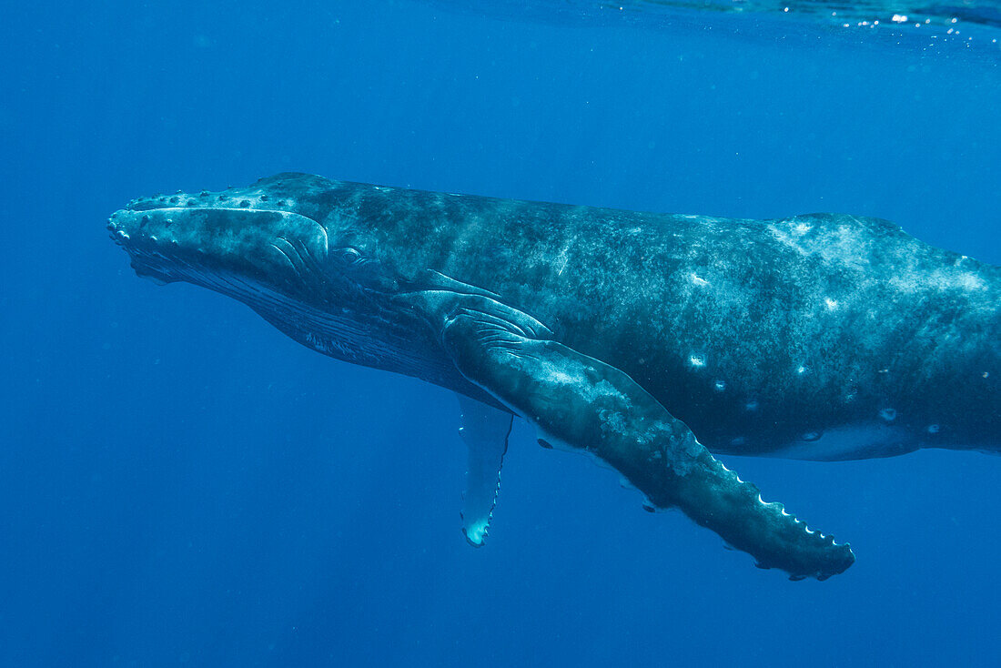 Humpback Whale (Megaptera novaeangliae) calf, Tonga