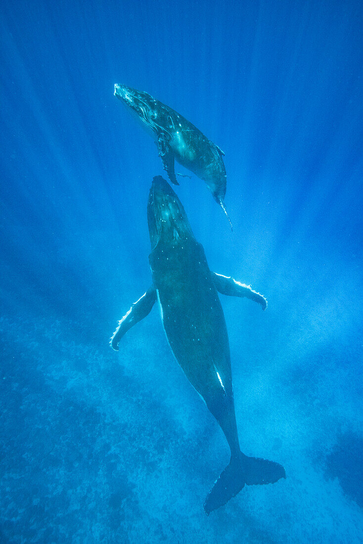 Humpback Whale (Megaptera novaeangliae) mother and calf, Tonga