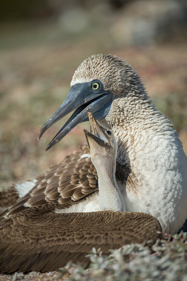 Blue-footed Booby (Sula nebouxii) parent and begging chick, Santa Cruz Island, Galapagos Islands, Ecuador