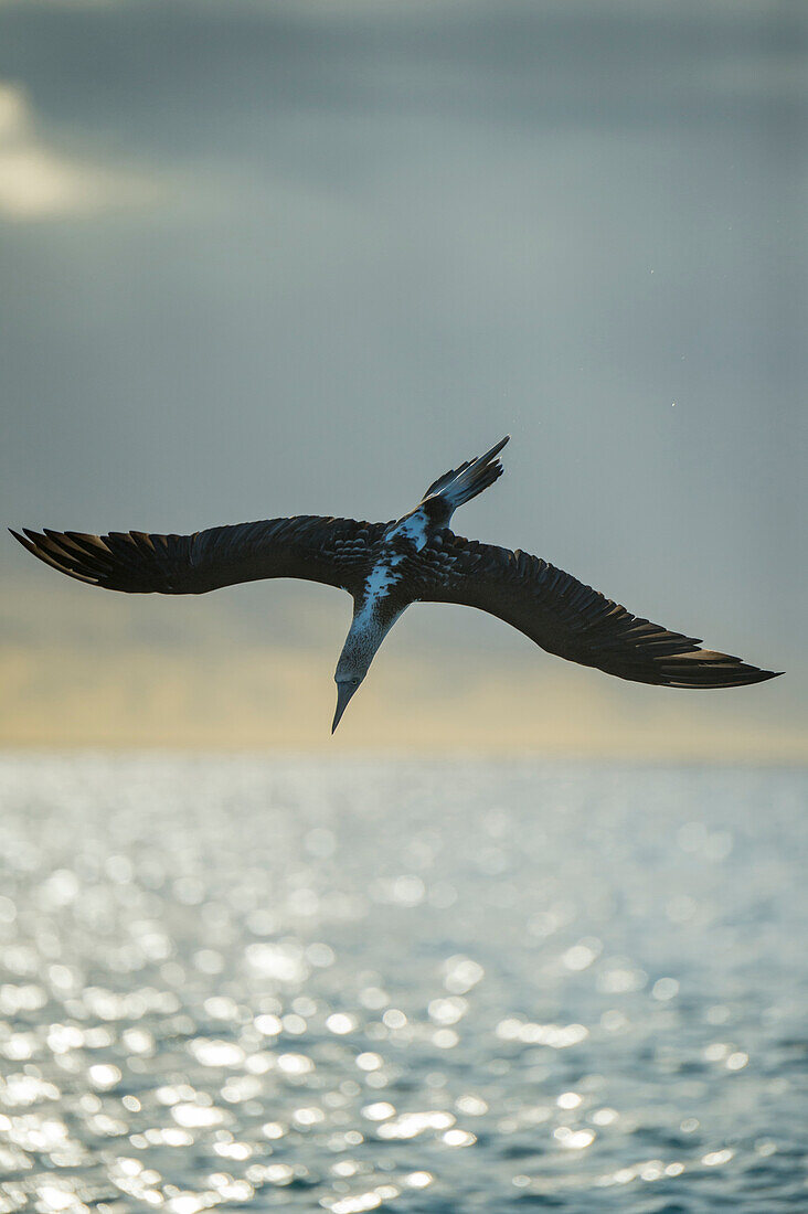 Blue-footed Booby (Sula nebouxii) plunge diving, Cerro Brujo, San Cristobal Island, Galapagos Islands, Ecuador