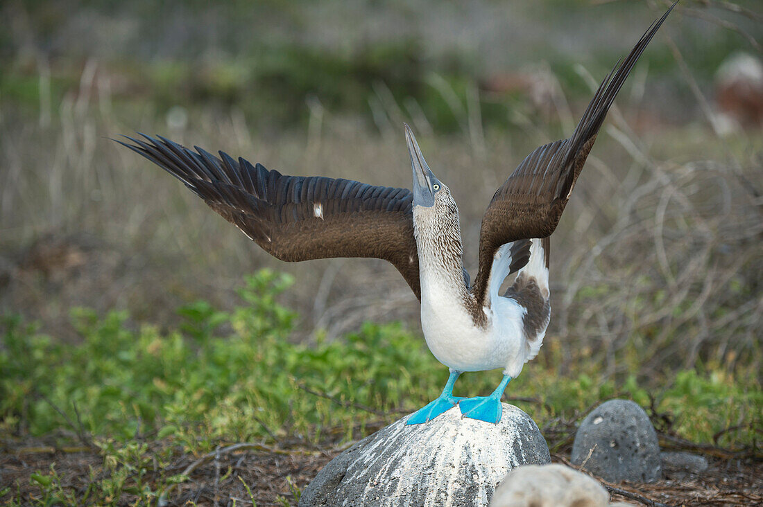 Blue-footed Booby (Sula nebouxii) in courtship display, Seymour Island, Galapagos Islands, Ecuador