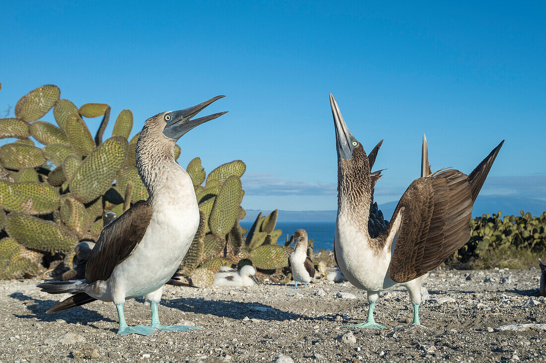 Blue-footed Booby (Sula nebouxii) pair courting, Punta Vicente Roca, Isabela Island, Galapagos Islands, Ecuador. Sequence 2 of 3