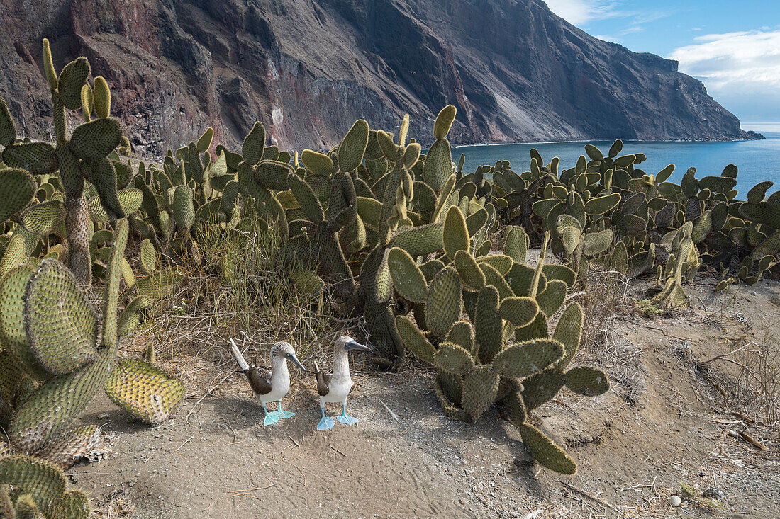 Blue-footed Booby (Sula nebouxii) pair in cacti along coast, Punta Vicente Roca, Isabela Island, Galapagos Islands, Ecuador