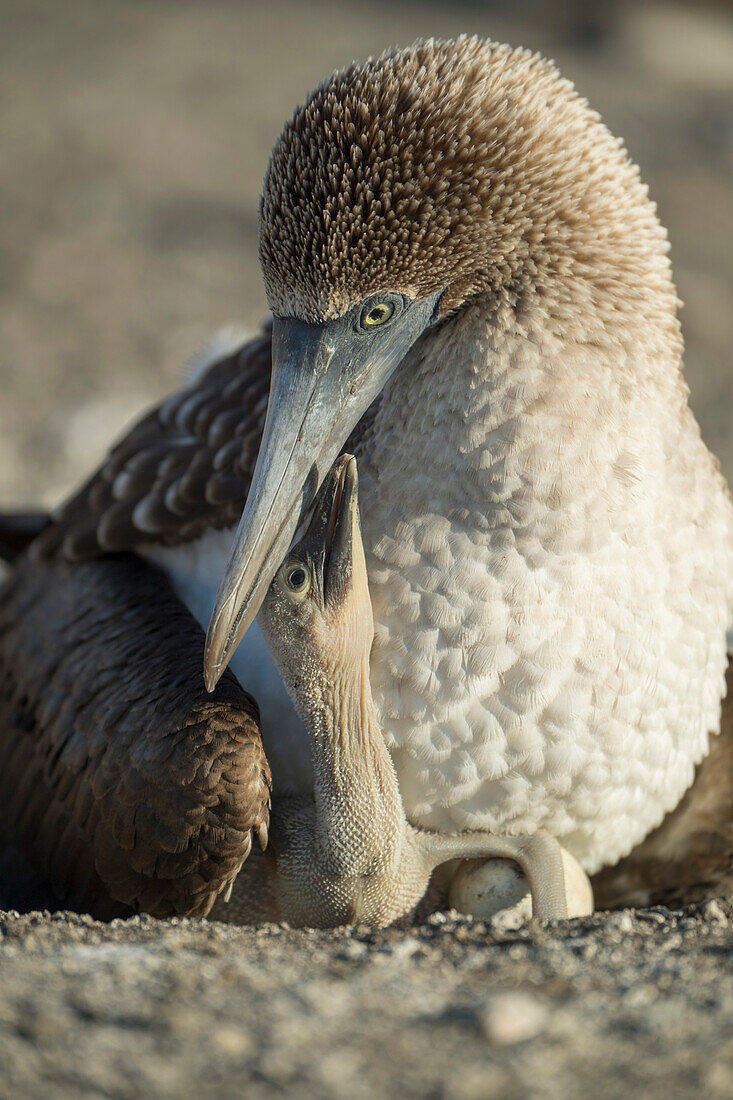 Blue-footed Booby (Sula nebouxii) parent tending to chick, Punta Vicente Roca, Isabela Island, Galapagos Islands, Ecuador