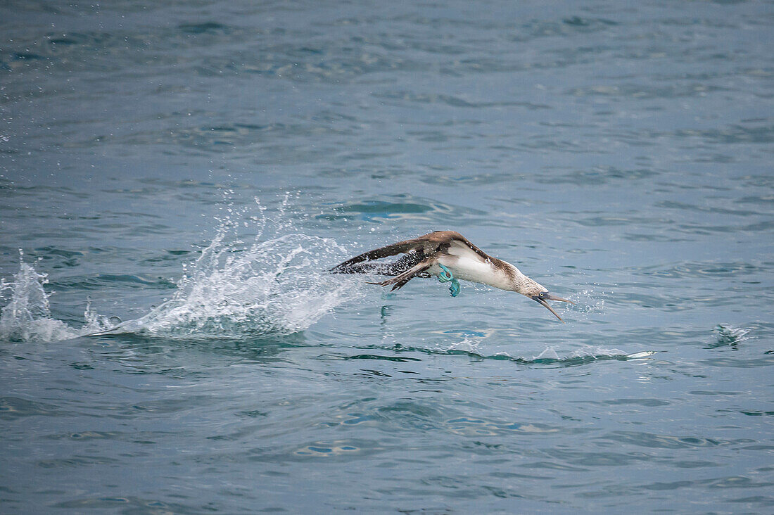 Blue-footed Booby (Sula nebouxii) hunting fish, Urvina Bay, Isabela Island, Galapagos Islands, Ecuador