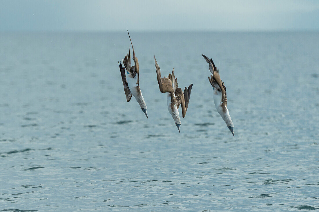 Blue-footed Booby (Sula nebouxii) group plunge diving, Espumilla Beach, Santiago Island, Galapagos Islands, Ecuador