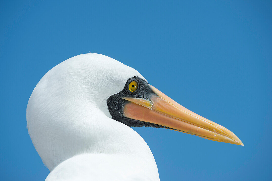 Nazca Booby (Sula granti), Punta Suarez, Espanola Island, Galapagos Islands, Ecuador