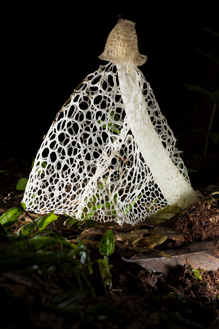 Stinkhorn (Phallus indusiatus) mushroom at night, Paranaense Rainforest, Misiones, Argentina
