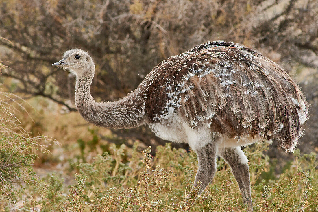 Lesser Rhea (Rhea pennata), Punta Tombo National Reserve, Argentina