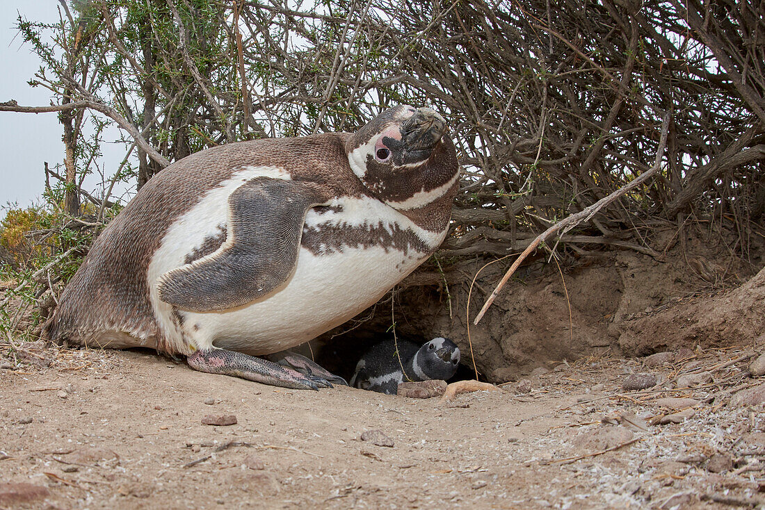 Magellanic Penguin (Spheniscus magellanicus) pair at burrow, Argentina