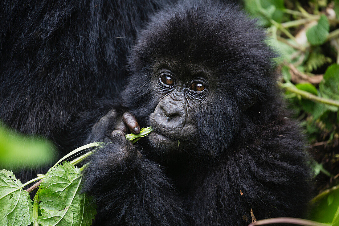 Mountain Gorilla (Gorilla gorilla beringei) young feeding, Parc National des Volcans, Rwanda