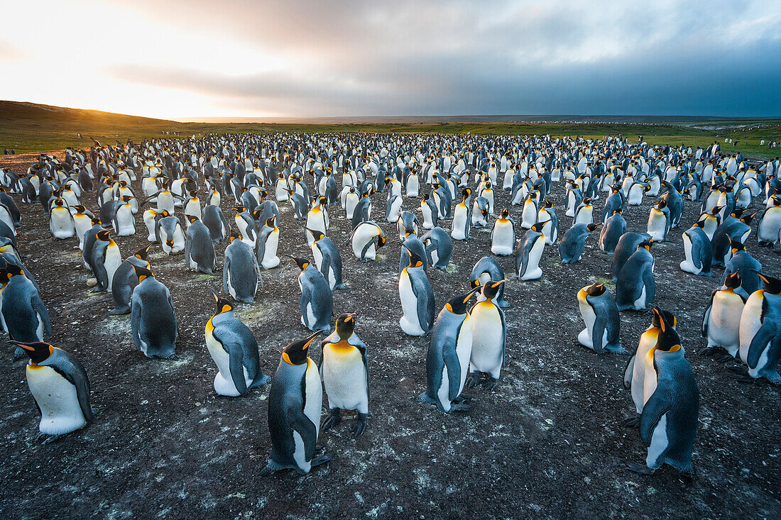 King Penguin (Aptenodytes patagonicus) colony, Volunteer Beach, East Falkland Island, Falkland Islands