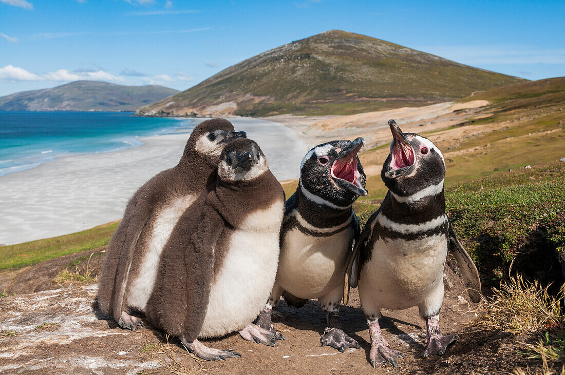 Magellanic Penguin (Spheniscus magellanicus) parents calling near chicks along coast, Saunders Island, Falkland Islands