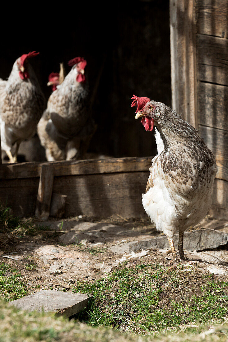 Europe,Italy,Trentino,Fassavalley,Dolomites Farmanimal,hens,chicken