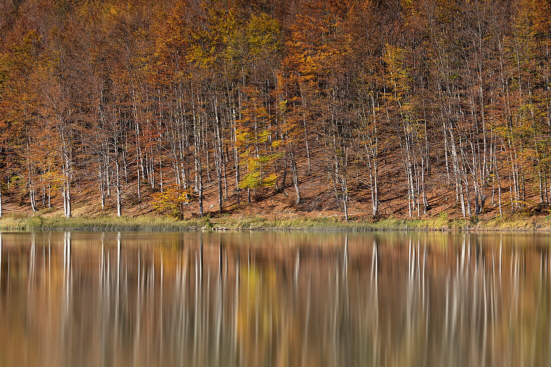 trees reflected in the Pranda lake, Reggio Emilia province, Emilia Romagna district, Italy, Europe