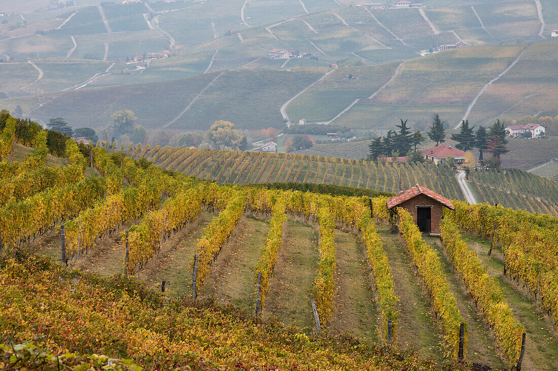 Vineyard in Barolo, Cuneo province, Piedmont district, Italy, Europe