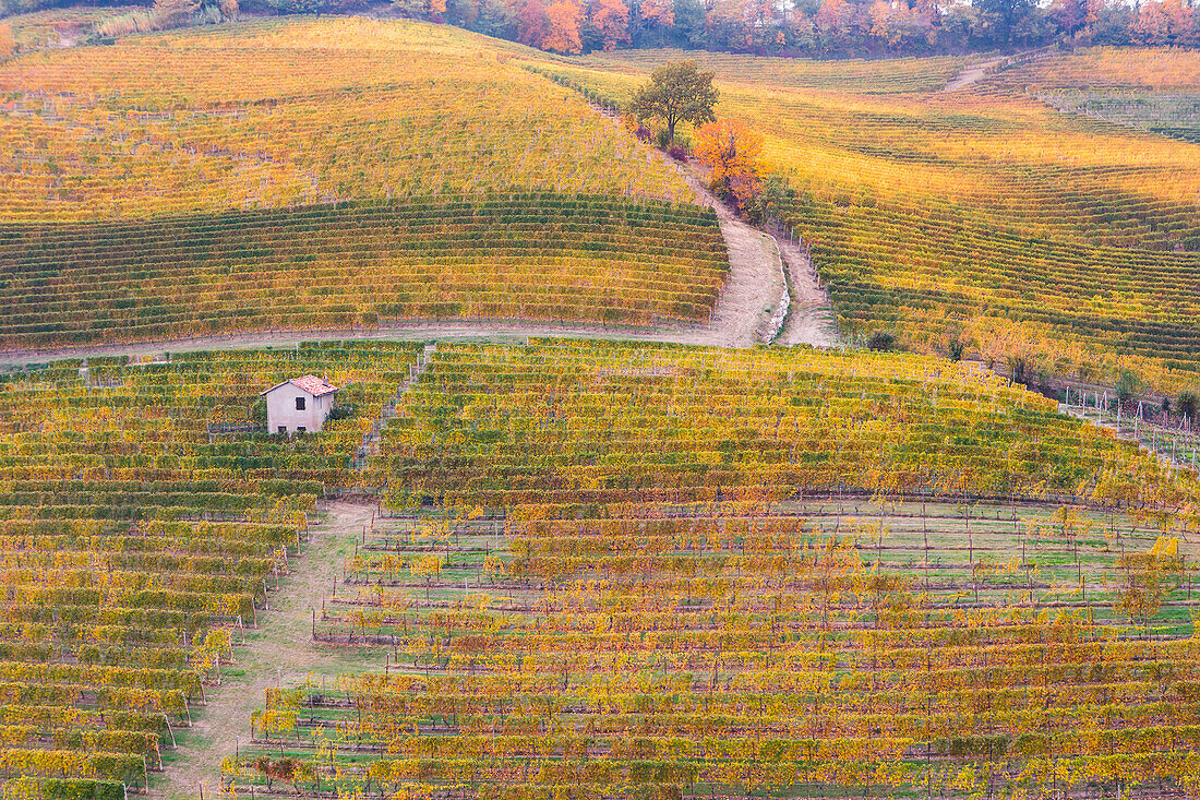 Rows of orange, yellow and green vineyards on the hill in autumn in Piedmont, Northern Italy, Europe