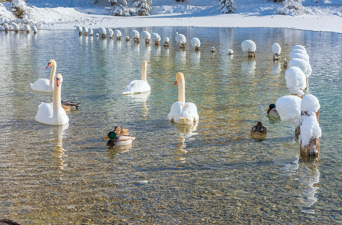 Dobbiaco/Toblach, province of Bolzano, South Tyrol, Italy. Winter at the Lake Dobbiaco with floating swans