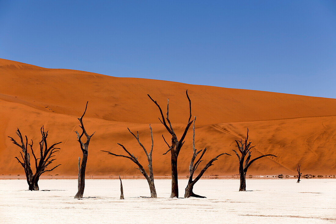 Dead Acacia in Deadvlei area, Namibia