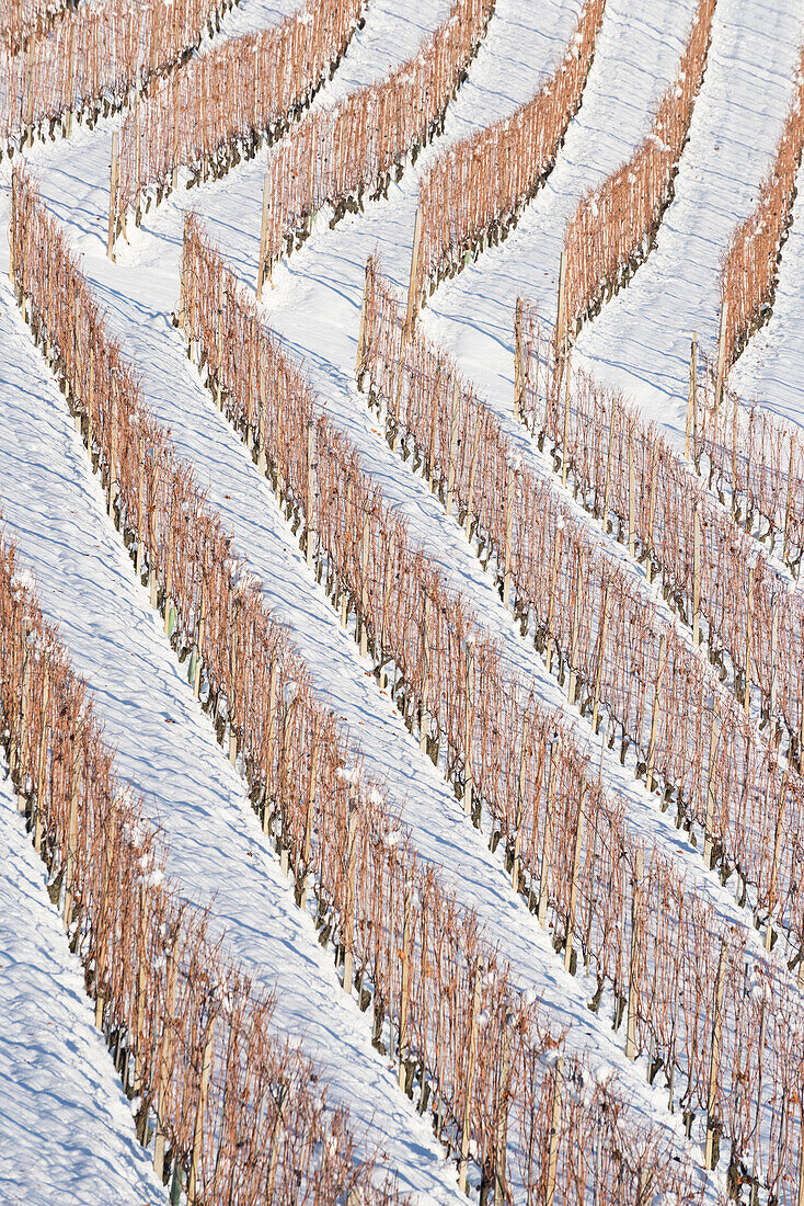 The wineyards in the winter, Barolo, Langhe, Cuneo Province, Piedmont, Italy, Europe
