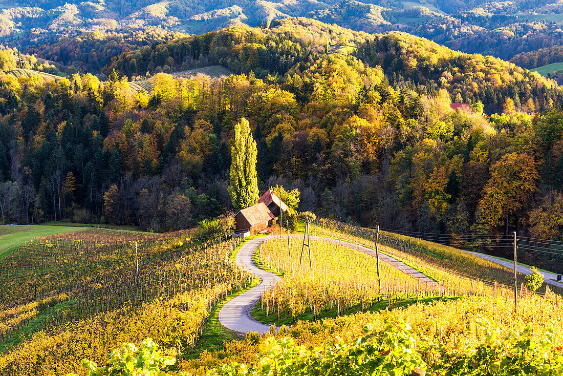 The heartshaped road at sunset. Spicnik, Kungota, Drava region, Slovenia.