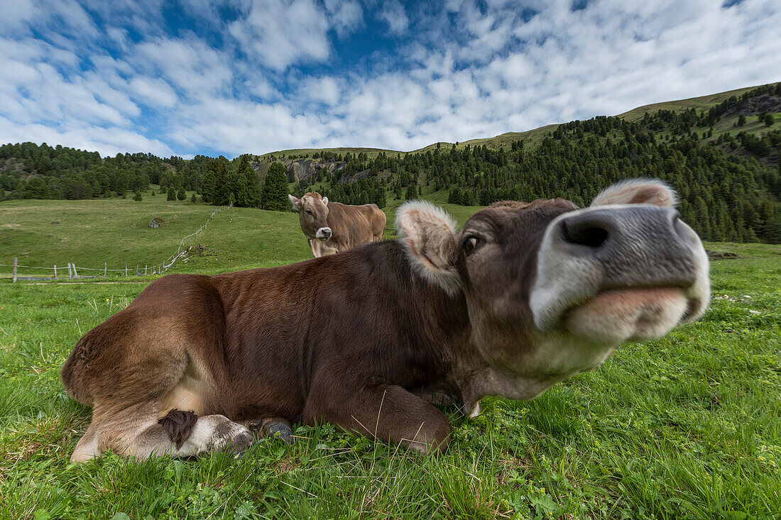 Italy, Europe,Dolomites, Alps,Trentino, Fassa Valley, alpine pasture,cows,grazing cows