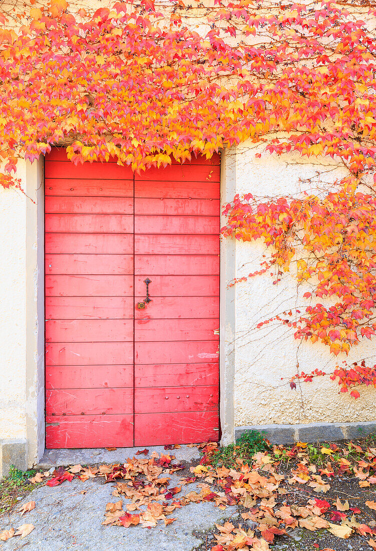 Red door with red leaves of american grapes on a house. Poggiridenti, Valtellina, Lombardy, Italy.