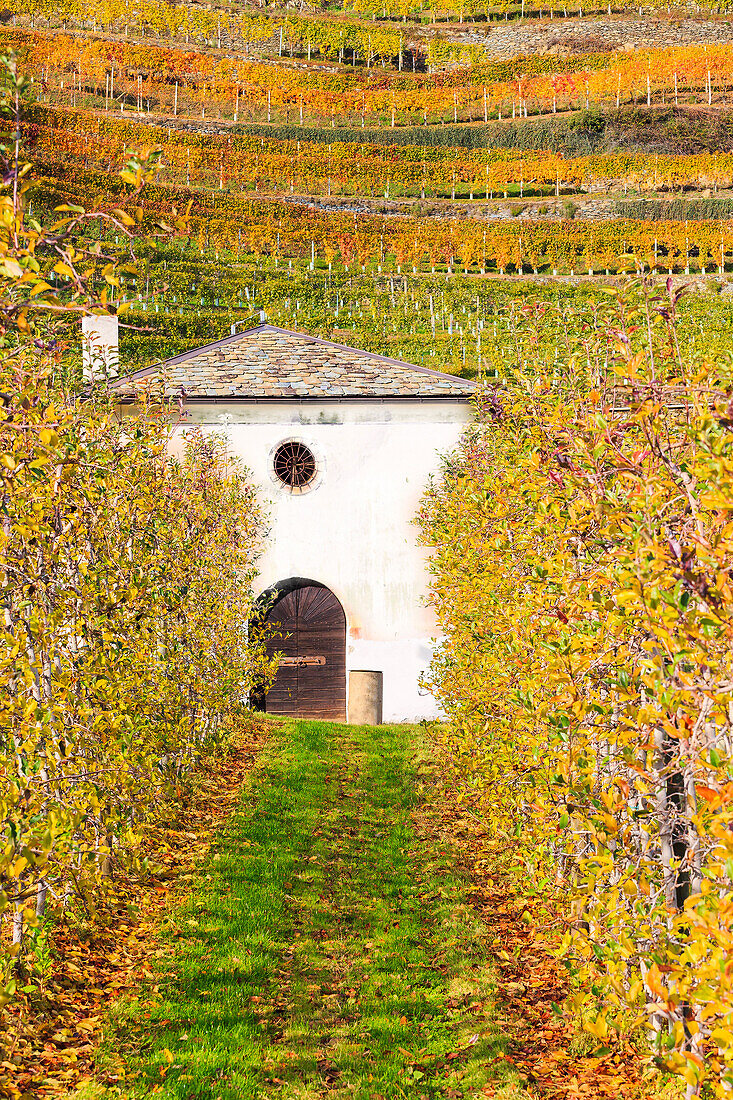 House in the fruits field of Bianzone, Valtellina, Sondrio province, Lombardy, Italy.