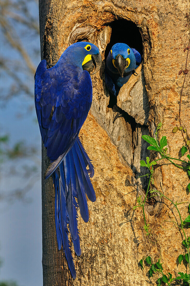 Hyacinth Macaw (Anodorhynchus hyacinthinus) pair at nest cavity, Pantanal, Mato Grosso, Brazil