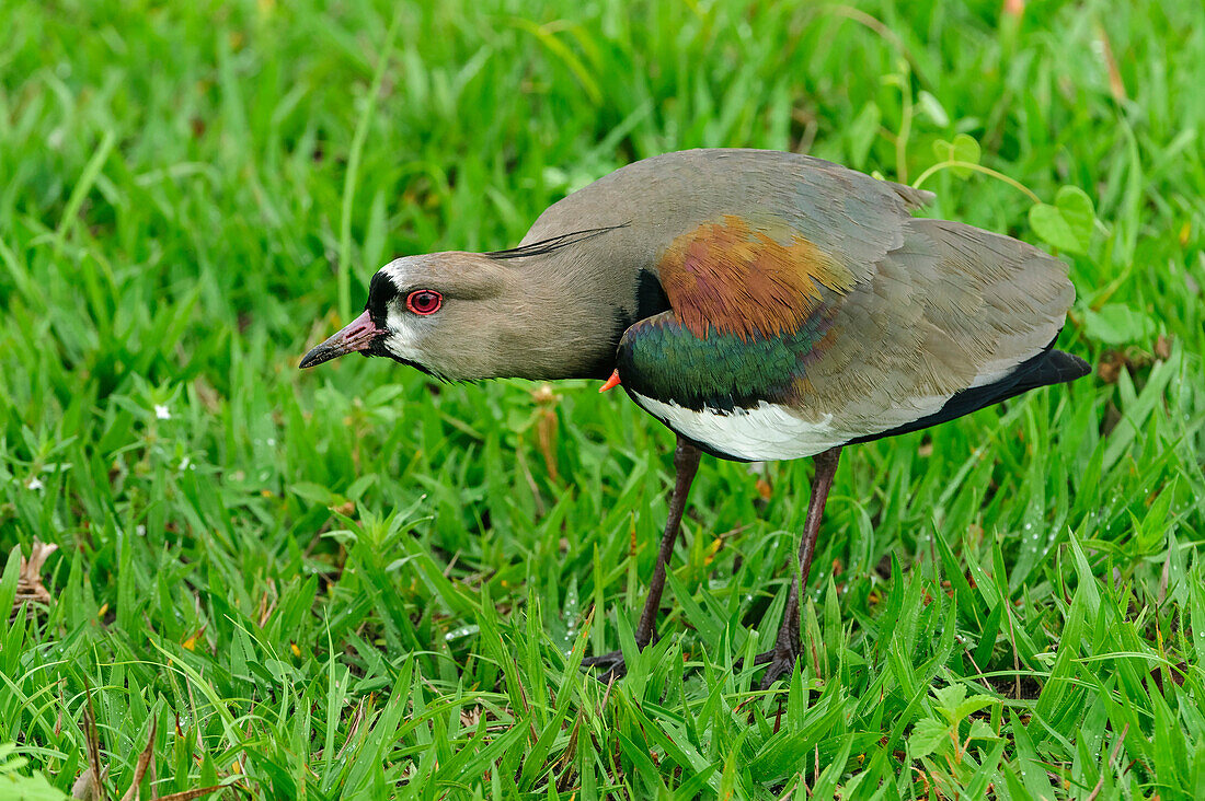 Southern Lapwing (Vanellus chilensis) in defensive posture, Pantanal, Mato Grosso, Brazil