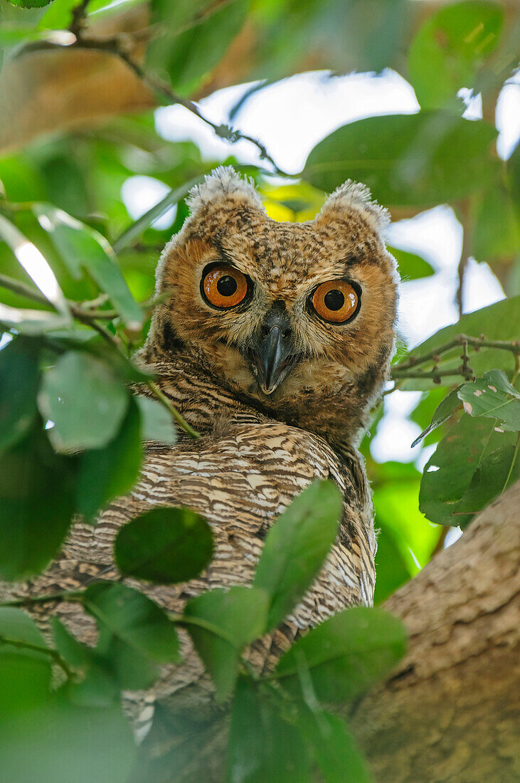 Great Horned Owl (Bubo virginianus) chick, Pantanal, Mato Grosso, Brazil