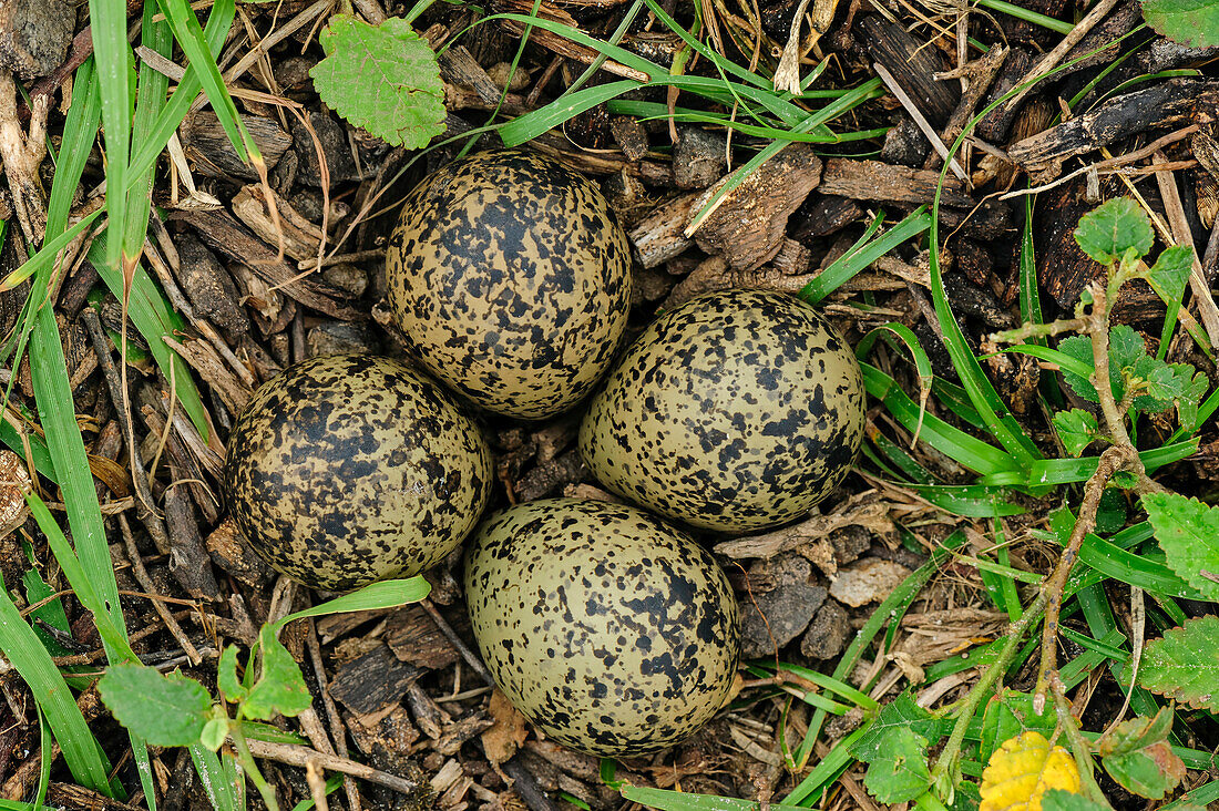 Southern Lapwing (Vanellus chilensis)ground nest with eggs, Pantanal, Mato Grosso, Brazil