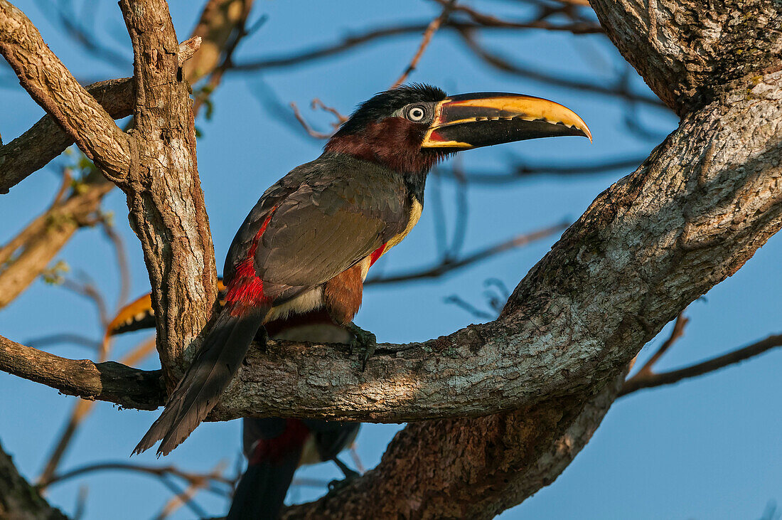 Chestnut-eared Aracari (Pteroglossus castanotis), Pantanal, Mato Grosso, Brazil