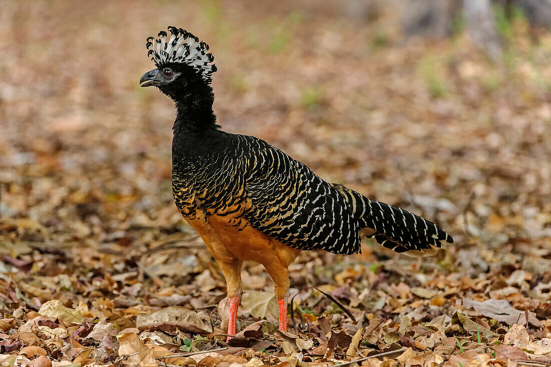 Bare-faced Curassow (Crax fasciolata) female, Pantanal, Mato Grosso, Brazil