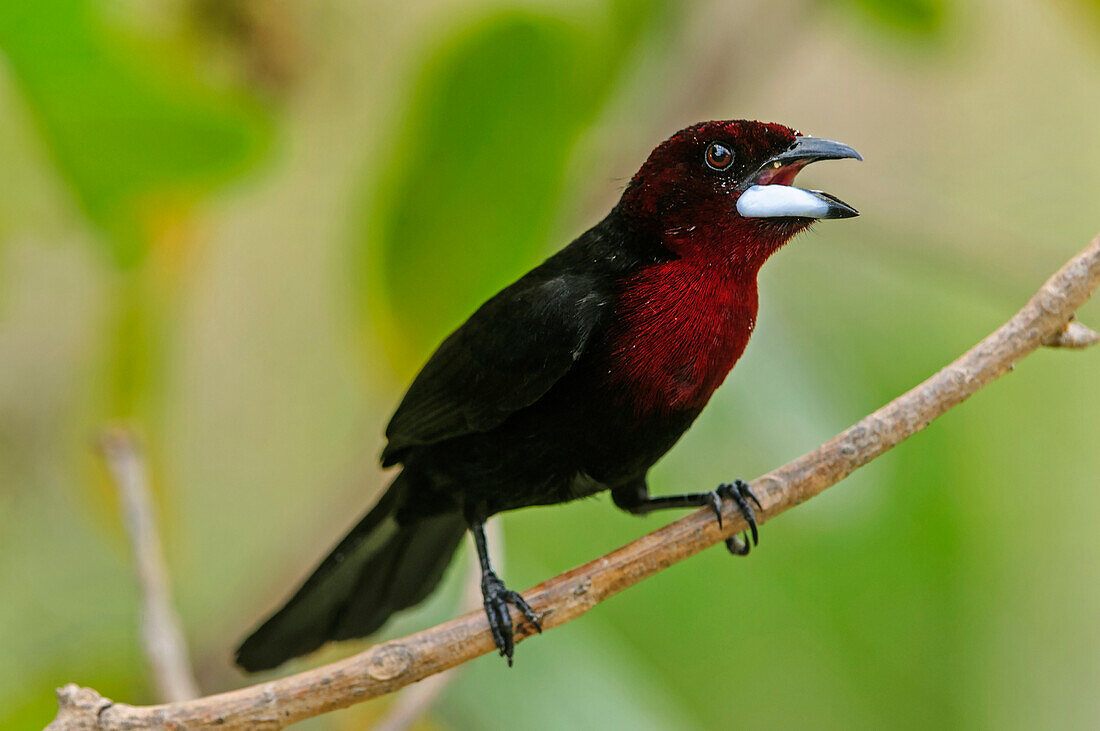 Silver-beaked Tanager (Ramphocelus carbo) male calling, Pantanal, Mato Grosso, Brazil